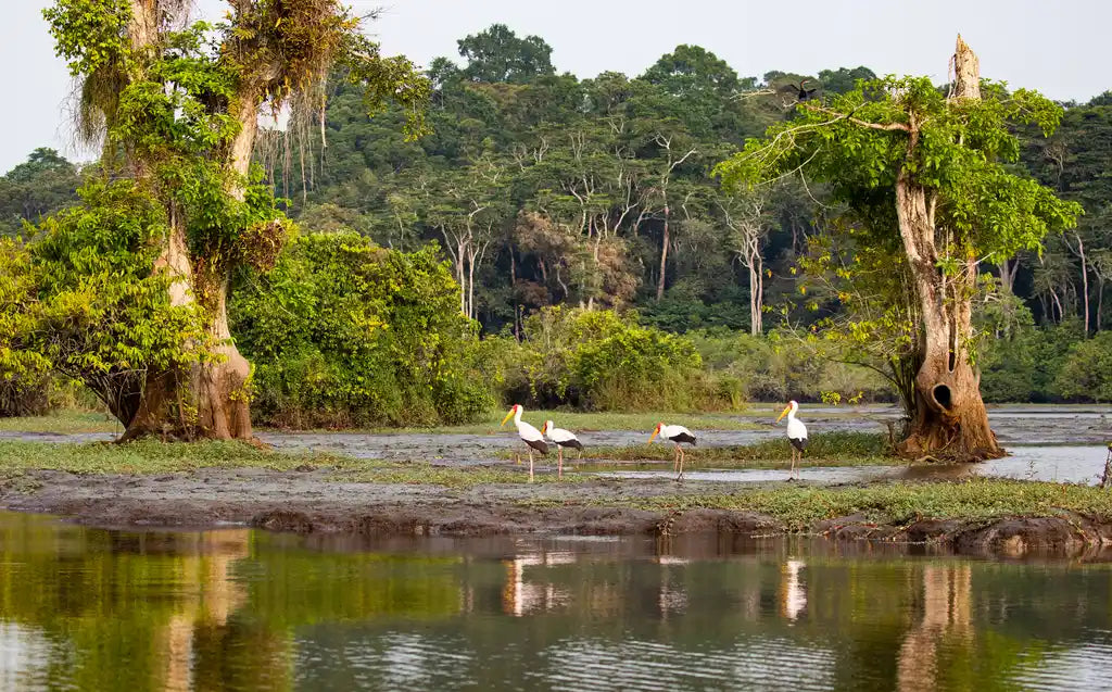 Gabón